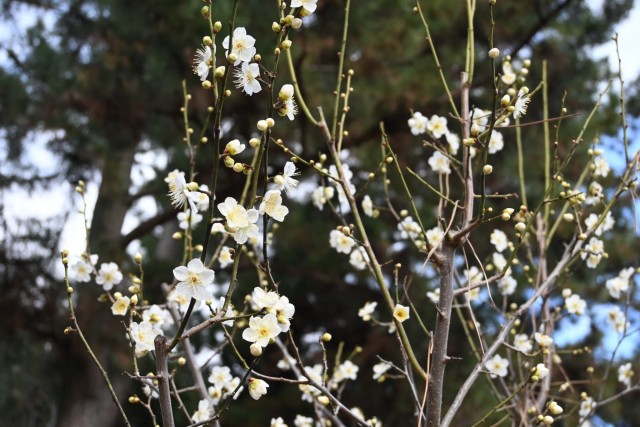 ume_tsukikage_260128