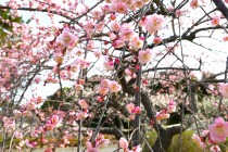 ume_yaematsuri_250314
