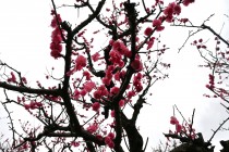 ume_yokihi_240306_01