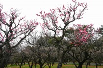 ume_yokihi_240306_02
