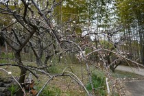 ume_yukiyamashidare_240116_01