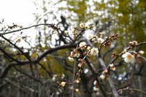 ume_yukiyamashidare_240116_02