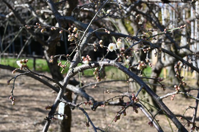 ume_yukiyamashidare_260114_01