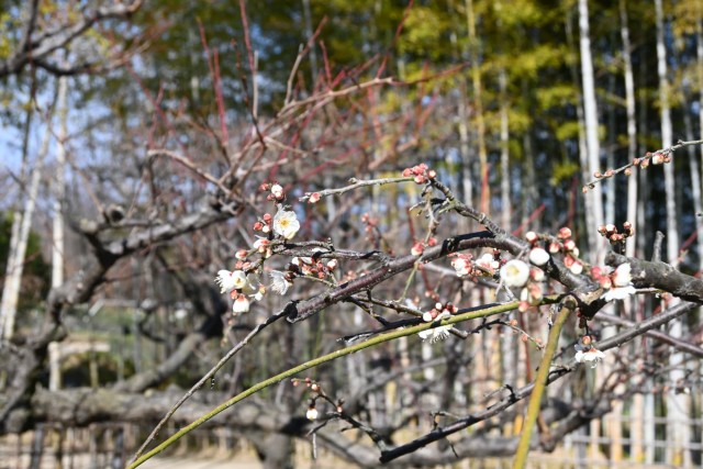 ume_yukiyamashidare_260114_02