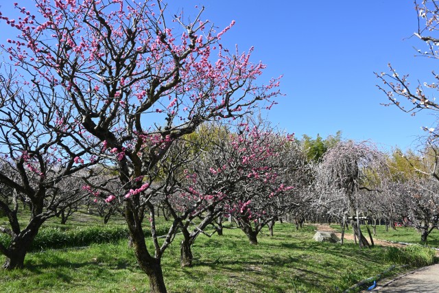ume_zenkei_230315_01