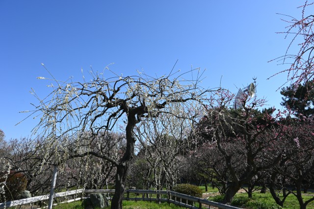 ume_zenkei_230315_02
