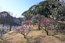 ume_zenkei_240214