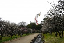 ume_zenkei_240222_01