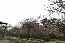 ume_zenkei_240306_02