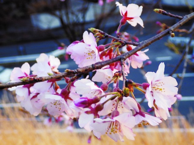 サクラ　見ごろのお花・植物情報