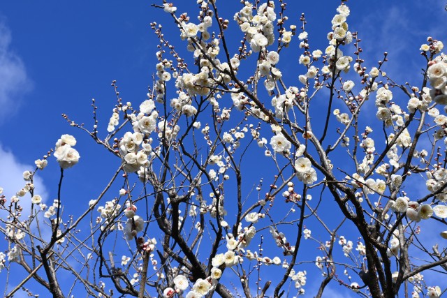 ume_eizampaku_240206