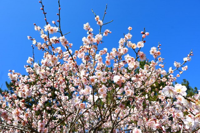 umr_kosaku_260218_01