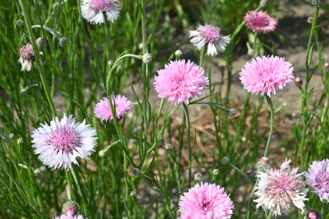 yaguruma250501_02