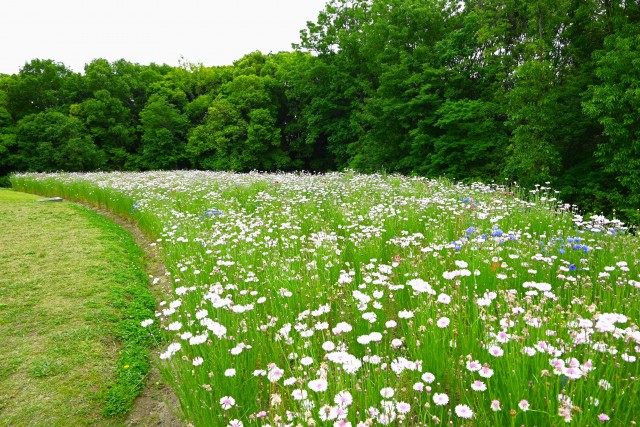 yaguruma_240515_02