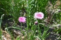 yaguruma_250421_02