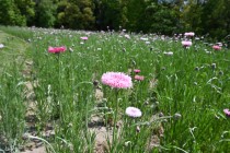 yaguruma_250421_03