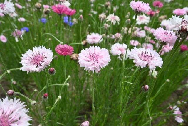 yaguruma_250507_01