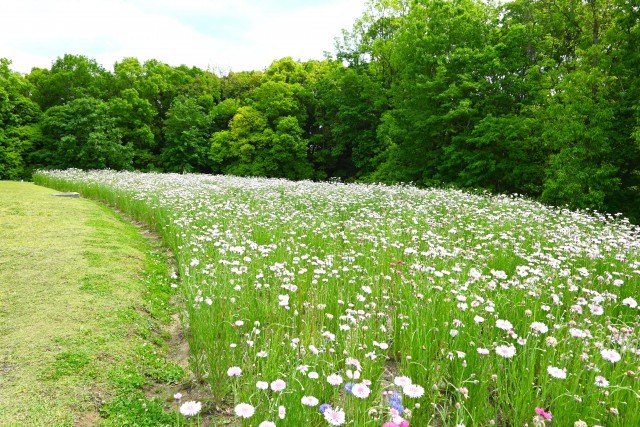 yaguruma_250507_02