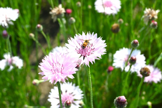 yaguruma_250513_01