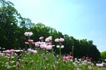 yaguruma_250513_02