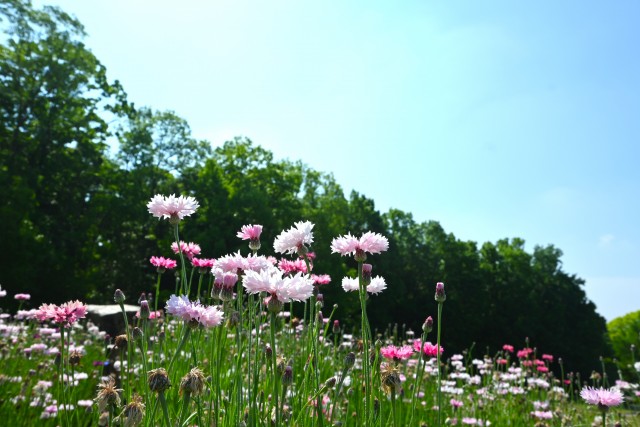 yaguruma_250513_02