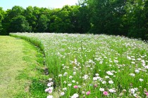 yaguruma_250513_03
