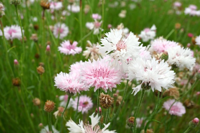 yaguruma_250521_02
