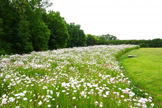 yaguruma_250521_03