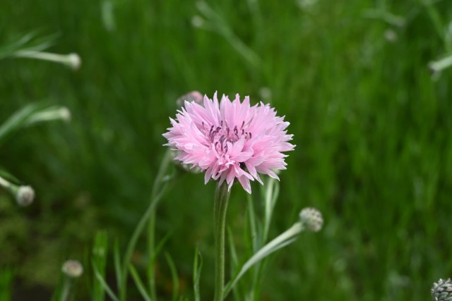 yaguruma_260414_01