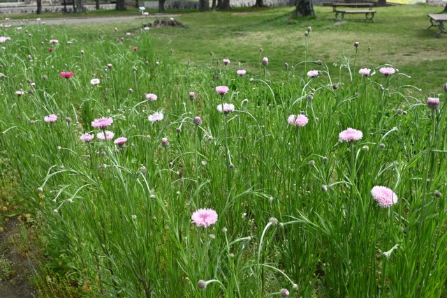 yaguruma_260414_02