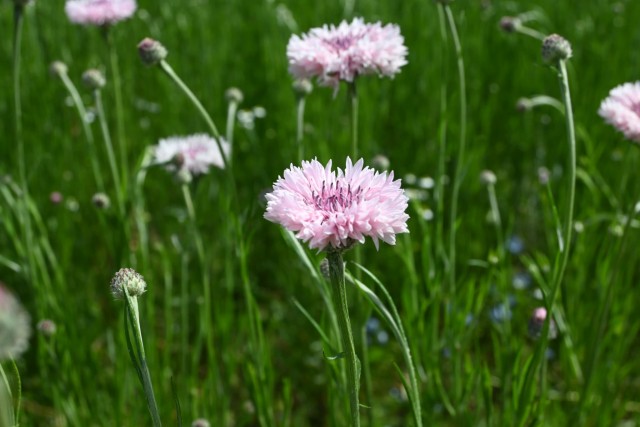 yaguruma_260422_01