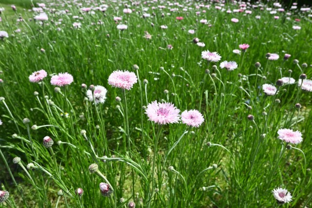yaguruma_260422_02