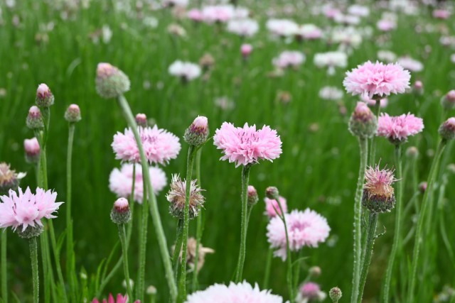 yaguruma_260429_01