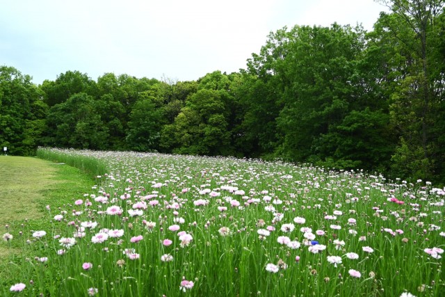 yaguruma_260429_02