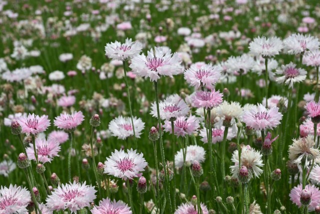 yaguruma_260513_02