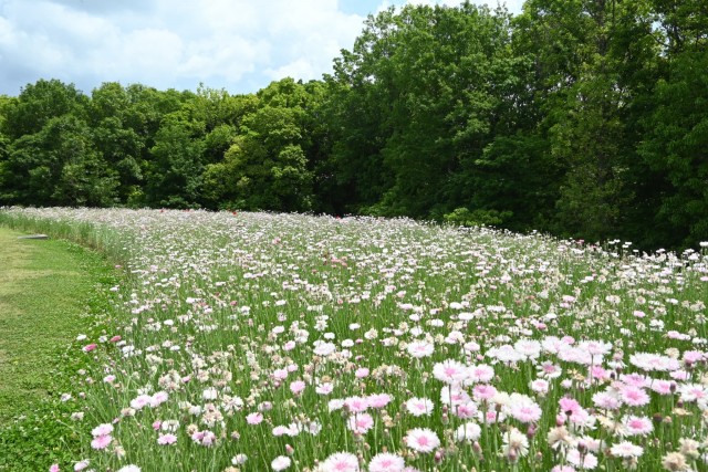 yaguruma_260513_03