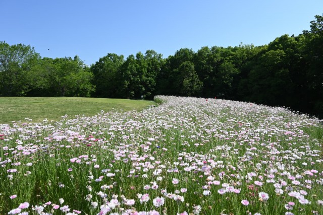 yaguruma_260520_01