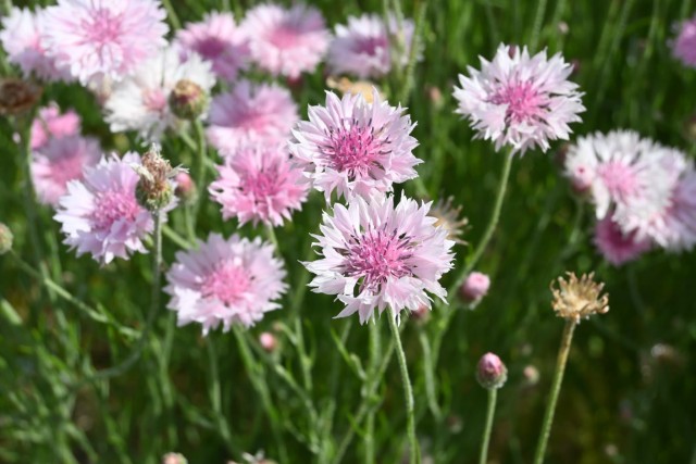 yaguruma_260520_02