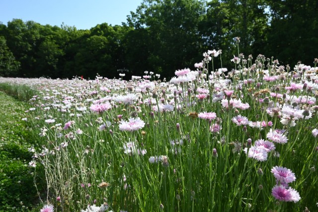 yaguruma_260520_04