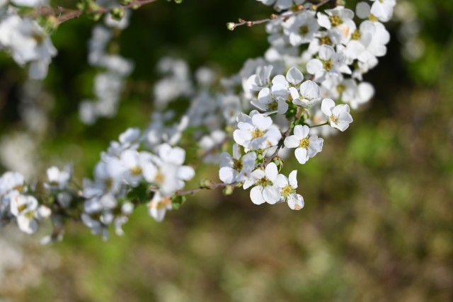 yukiyanagi_230329_02