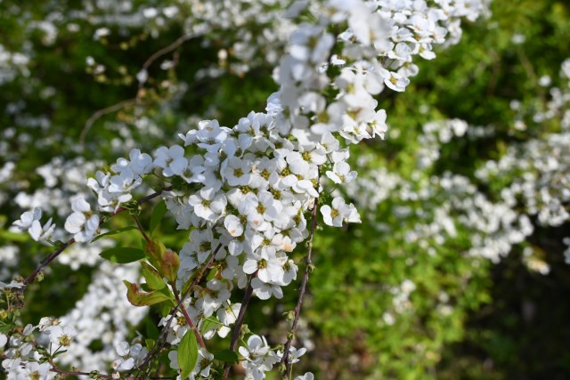 yukiyanagi_230329_03