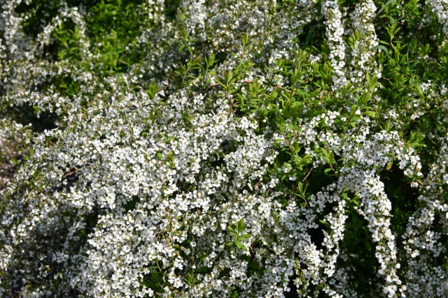 yukiyanagi_260402_01