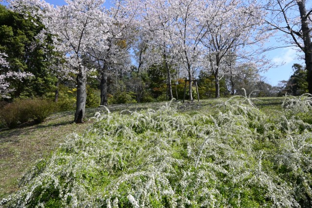 yukiyanagi_260402_02