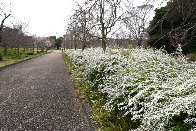 yukiyanagi_nagare_260325_01