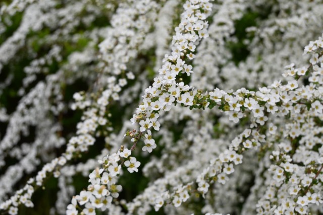 yukiyanagi_nagare_260325_02