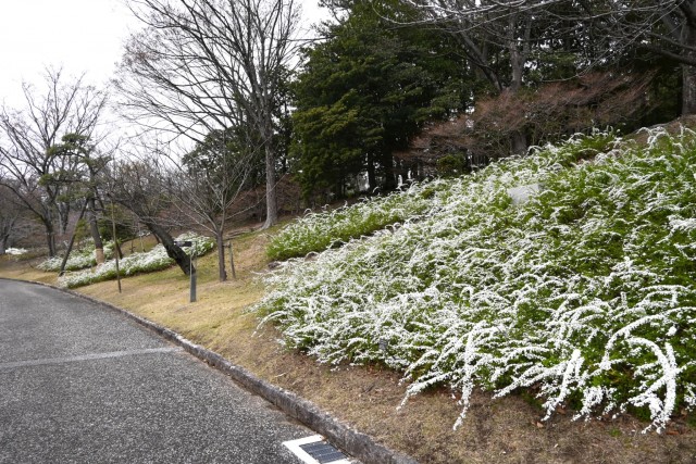 yukiyanagi_nihonteien_260325_01