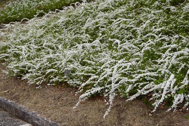 yukiyanagi_nihonteien_260325_02