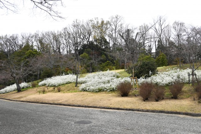 yukiyanagi_nihonteien_260325_03