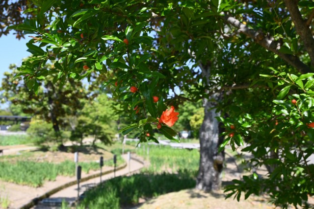 ザクロ | 万博記念公園