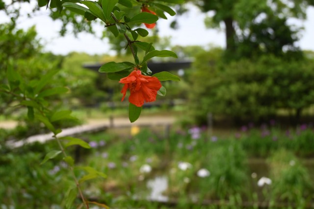ザクロ | 万博記念公園